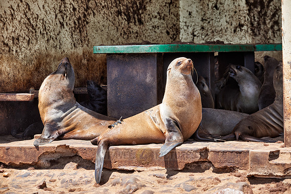 Brown fur seal, Arctocephalus pusillus, Cape Cross,