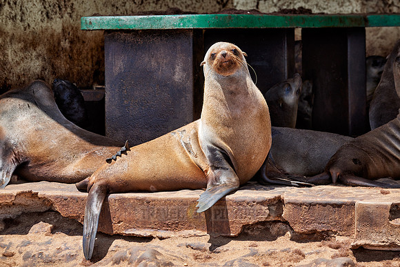 Brown fur seal, Arctocephalus pusillus, Cape Cross,