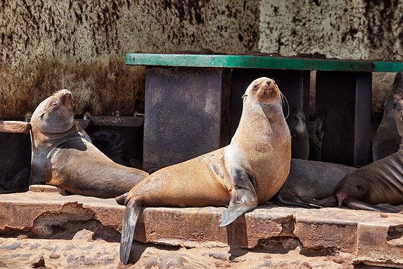Brown fur seal, Arctocephalus pusillus, Cape Cross,