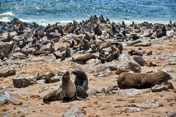 Brown fur seal, Arctocephalus pusillus, Cape Cross,