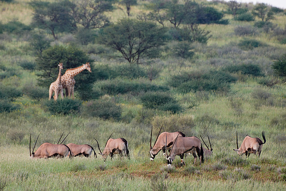 Gemsbok or Oryx, Oryx gazella