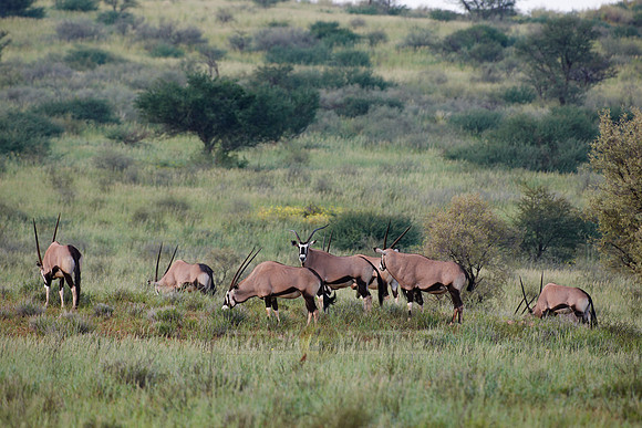 Gemsbok or Oryx, Oryx gazella
