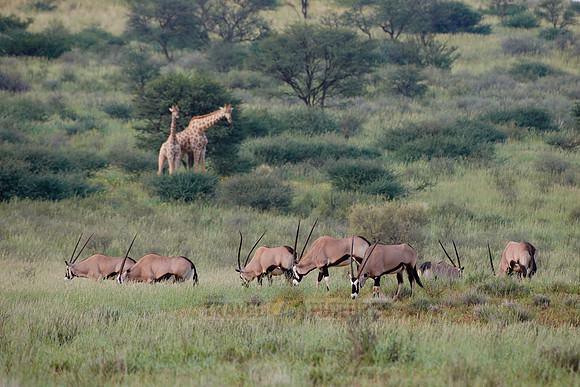 Gemsbok or Oryx, Oryx gazella