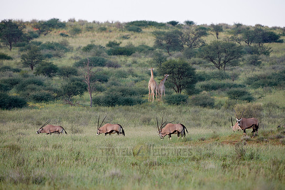 Gemsbok or Oryx, Oryx gazella