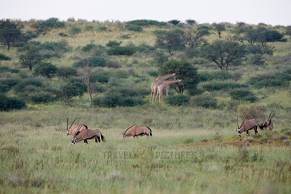 Gemsbok or Oryx, Oryx gazella