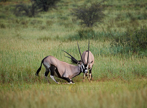 Gemsbok or Oryx, Oryx gazella