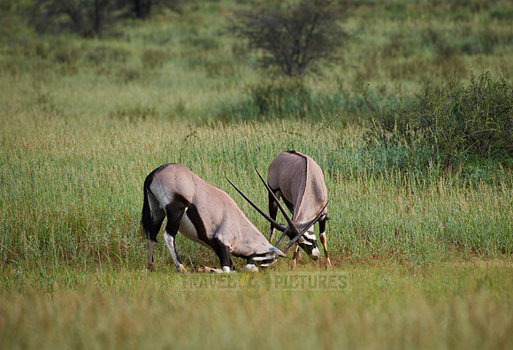 Gemsbok or Oryx, Oryx gazella