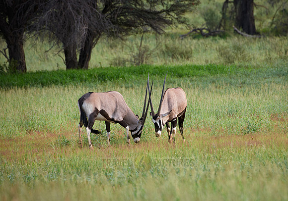 Gemsbok or Oryx, Oryx gazella