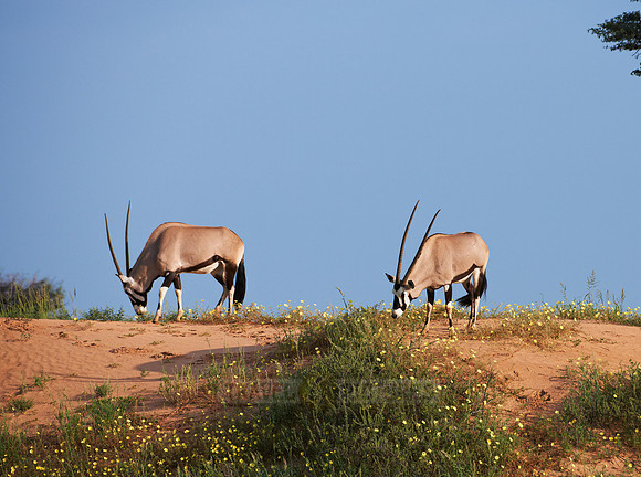 Gemsbok or Oryx, Oryx gazella