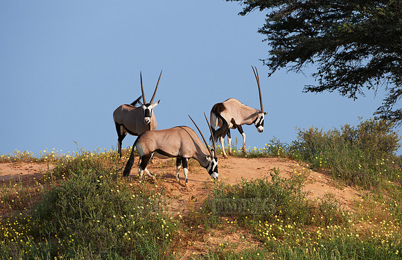 Gemsbok or Oryx, Oryx gazella