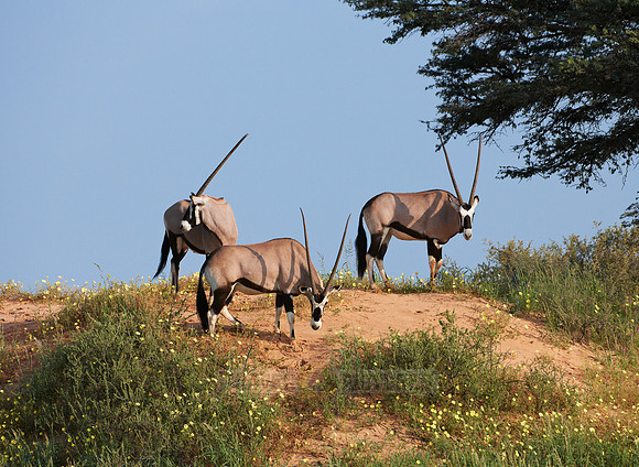Gemsbok or Oryx, Oryx gazella