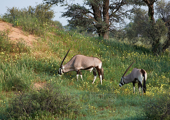 Gemsbok or Oryx, Oryx gazella