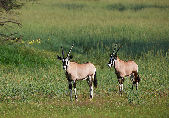 Gemsbok or Oryx, Oryx gazella