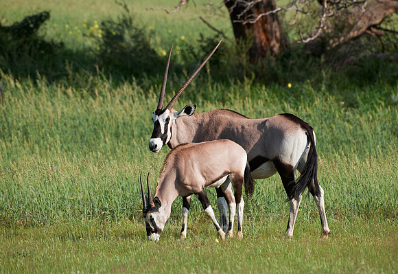 Gemsbok or Oryx, Oryx gazella