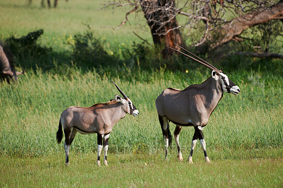 Gemsbok or Oryx, Oryx gazella