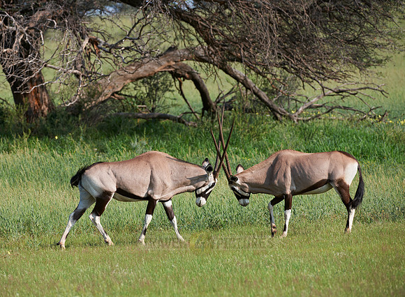 Gemsbok or Oryx, Oryx gazella