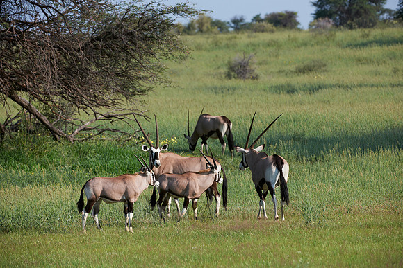 Gemsbok or Oryx, Oryx gazella