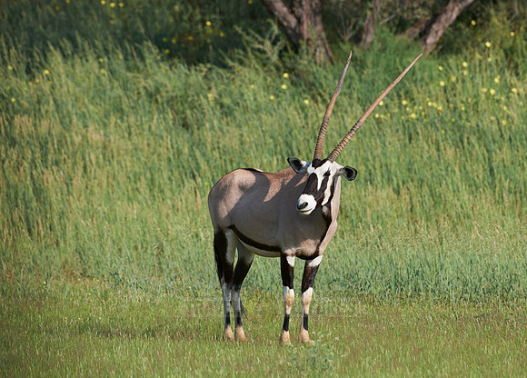 Gemsbok or Oryx, Oryx gazella