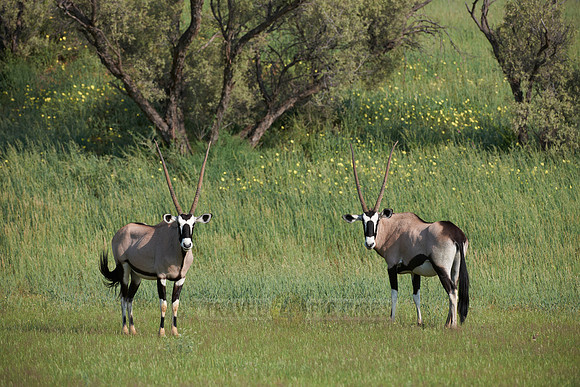 Gemsbok or Oryx, Oryx gazella