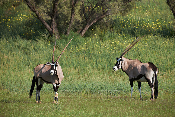 Gemsbok or Oryx, Oryx gazella