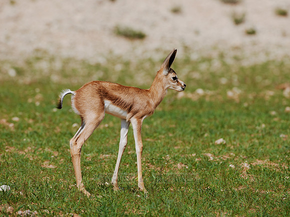 newborn Springbok, Kgalagadi Transfrontier Park
