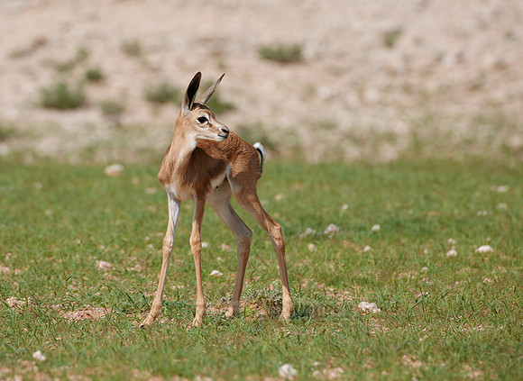 newborn Springbok, Kgalagadi Transfrontier Park