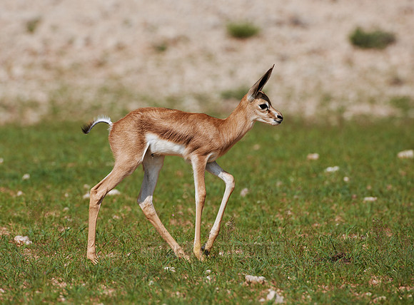 newborn Springbok, Kgalagadi Transfrontier Park