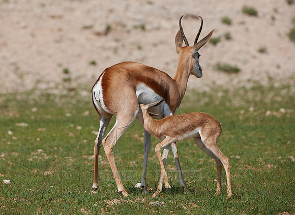 newborn Springbok, Kgalagadi Transfrontier Park
