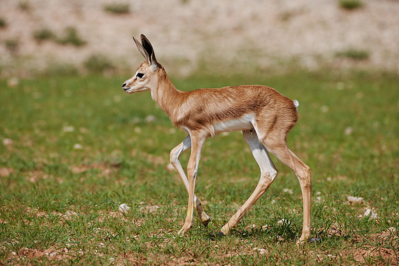 newborn Springbok, Kgalagadi Transfrontier Park