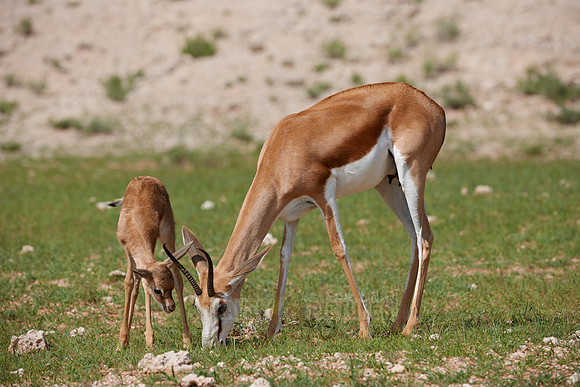 Springbok, Kgalagadi Transfrontier Park