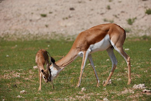 newborn Springbok, Kgalagadi Transfrontier Park