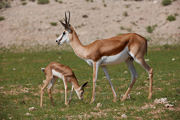 newborn Springbok, Kgalagadi Transfrontier Park