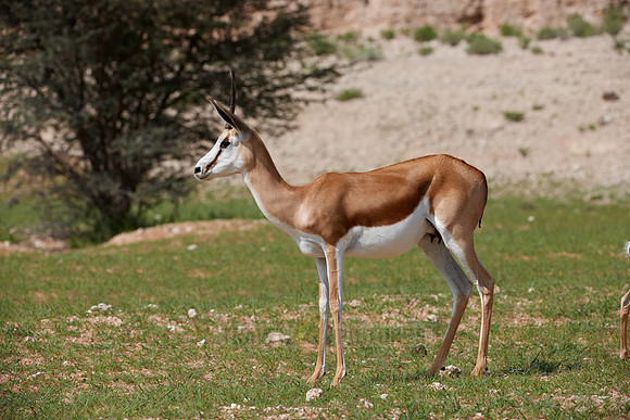 Springbok, Kgalagadi Transfrontier Park