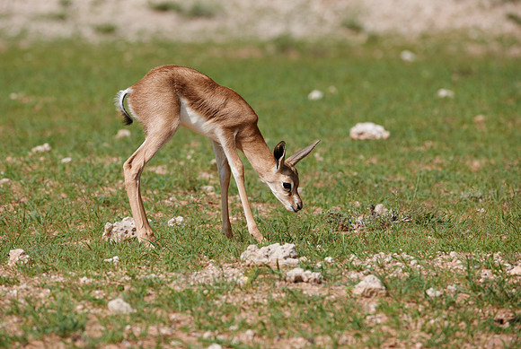 newborn Springbok, Kgalagadi Transfrontier Park
