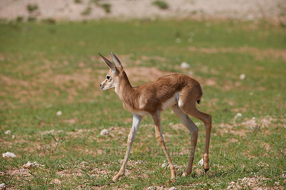 newborn Springbok, Kgalagadi Transfrontier Park