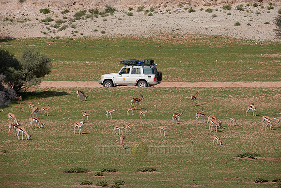 big herd of Springbok
