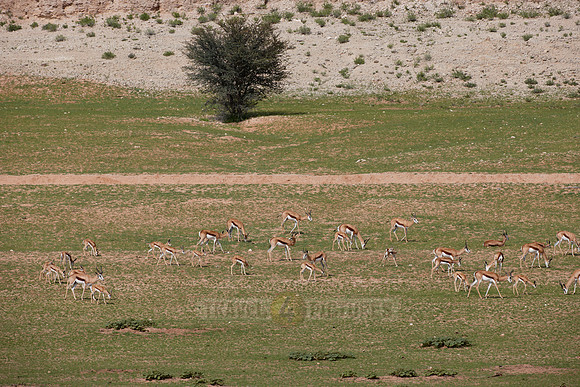 big herd of Springbok