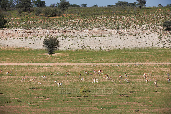 big herd of Springbok