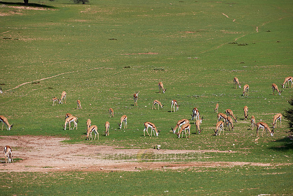 big herd of Springbok