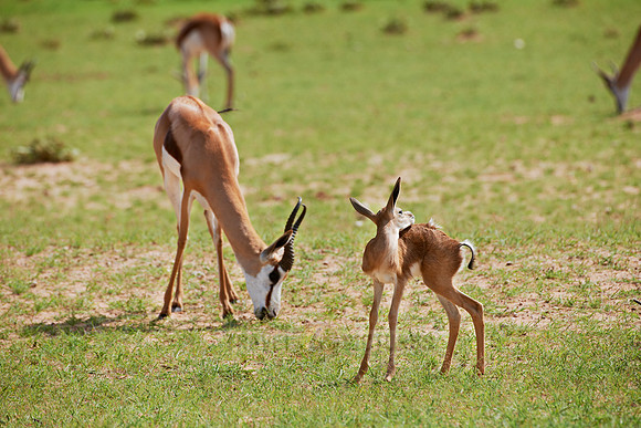 Springbok, Kgalagadi Transfrontier Park