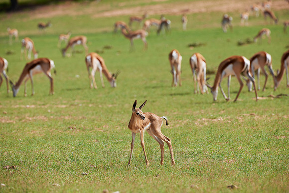 newborn Springbok, Kgalagadi Transfrontier Park