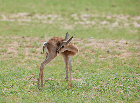newborn Springbok, Kgalagadi Transfrontier Park