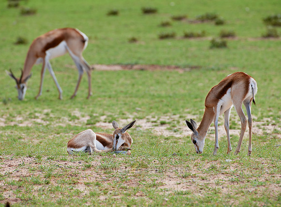 Springbok, Kgalagadi Transfrontier Park