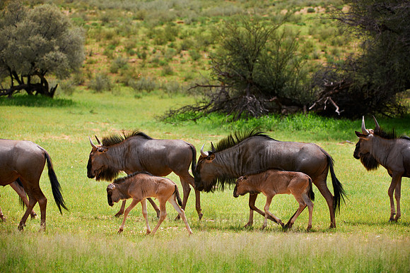 herd of blue wildebeest