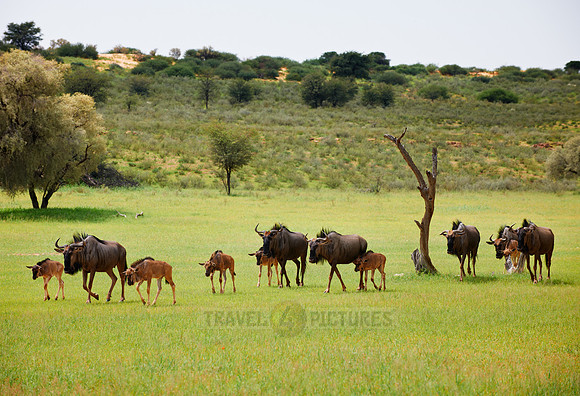 herd of blue wildebeest