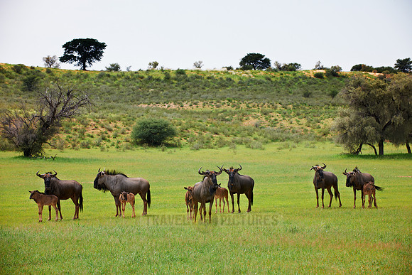herd of blue wildebeest