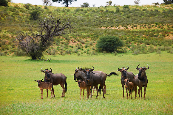 herd of blue wildebeest