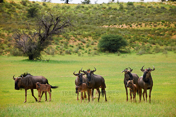 herd of blue wildebeest