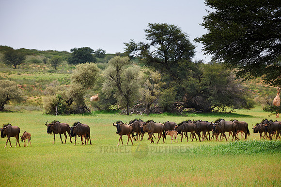 herd of blue wildebeest