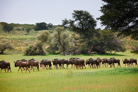 herd of blue wildebeest